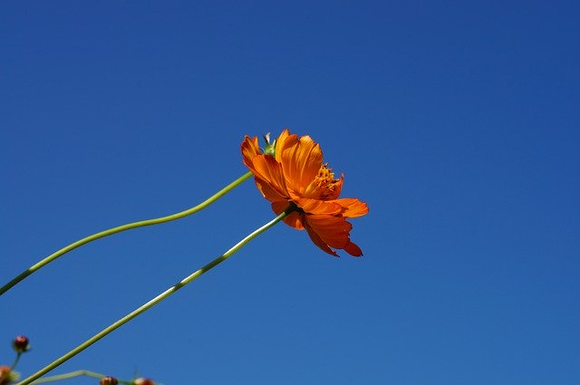 Безкоштовно завантажте Flowers Flower Autumn - безкоштовну фотографію або зображення для редагування за допомогою онлайн-редактора зображень GIMP