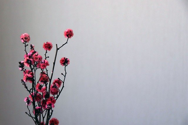 무료 다운로드 꽃 꽃 배경 - 무료 사진 또는 김프 온라인 이미지 편집기로 편집할 사진