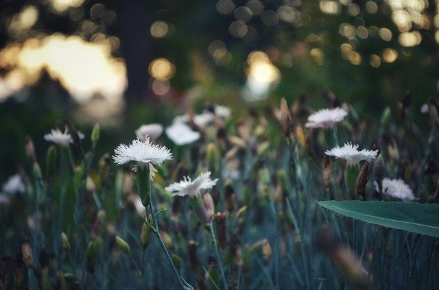 Free download Flowers Flower Bed Bokeh -  free photo or picture to be edited with GIMP online image editor