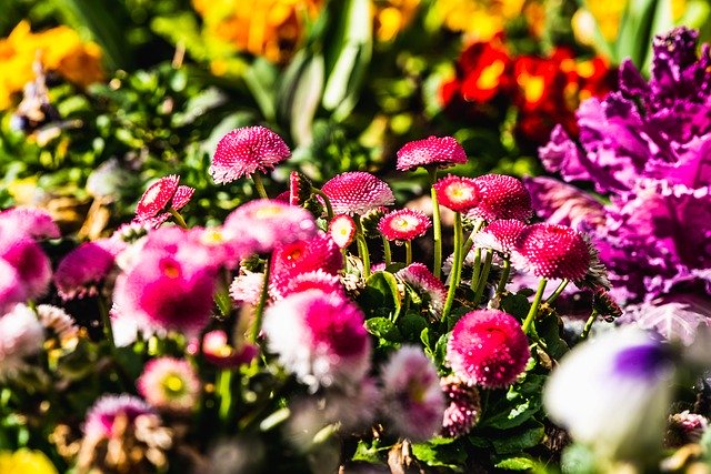 무료 다운로드 꽃 화단 핑크 - 무료 사진 또는 김프 온라인 이미지 편집기로 편집할 수 있는 사진