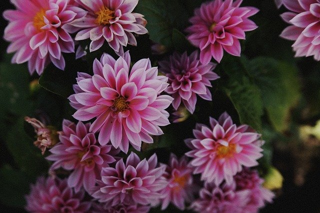Muat turun percuma Flowers Flower Bloom - foto atau gambar percuma untuk diedit dengan editor imej dalam talian GIMP