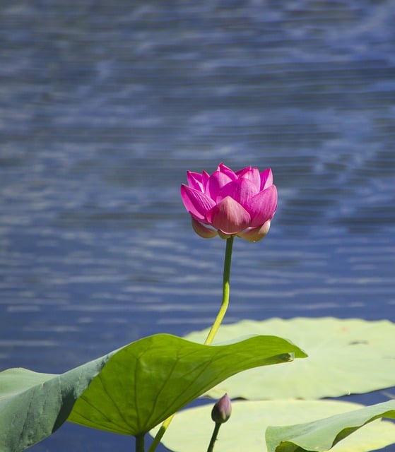 Free download flowers flower bud lotus free picture to be edited with GIMP free online image editor