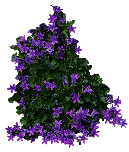 Free download Flowers Flower Bushes Purple -  free illustration to be edited with GIMP online image editor