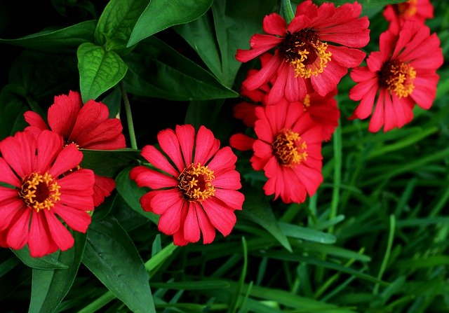 ফ্রি ডাউনলোড ফ্লাওয়ারস ফ্লাওয়ার ফুচিয়া - জিআইএমপি অনলাইন ইমেজ এডিটর দিয়ে বিনামূল্যে ছবি বা ছবি সম্পাদনা করা হবে