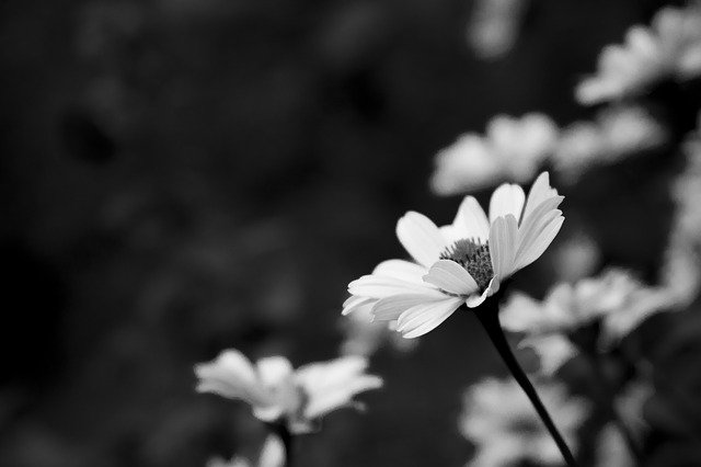 Free download flowers flower h b black and white free picture to be edited with GIMP free online image editor