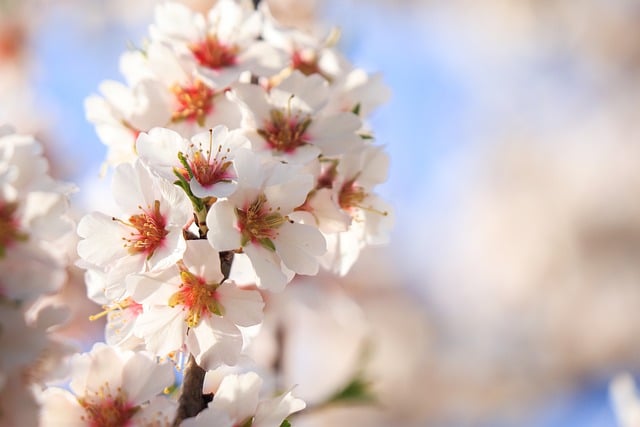 Free download flowers flowering almond spring free picture to be edited with GIMP free online image editor