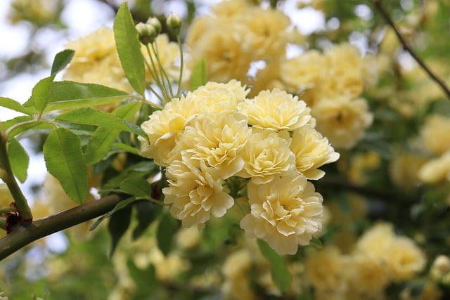 Free download flowers flowering shrub spring free picture to be edited with GIMP free online image editor