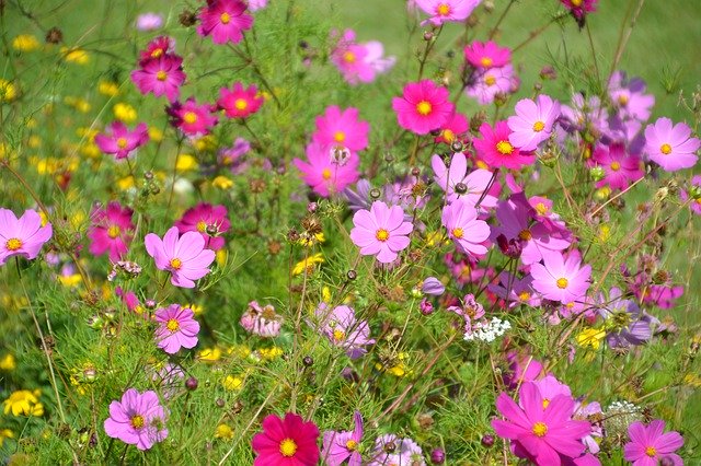 Free download Flowers Flower Meadow Cosmea -  free photo or picture to be edited with GIMP online image editor