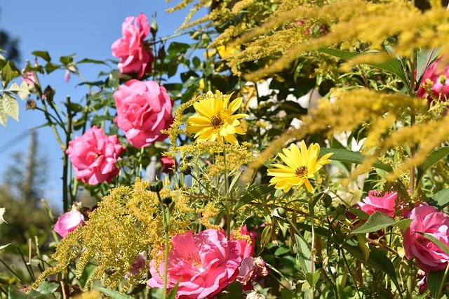 免费下载花朵花朵粉红色黄色 - 免费照片模板可使用 GIMP 在线图像编辑器进行编辑