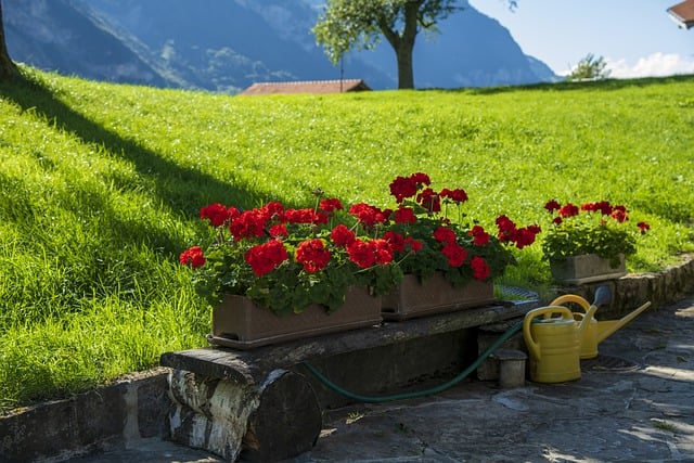 Free download flowers flower pot garden free picture to be edited with GIMP free online image editor