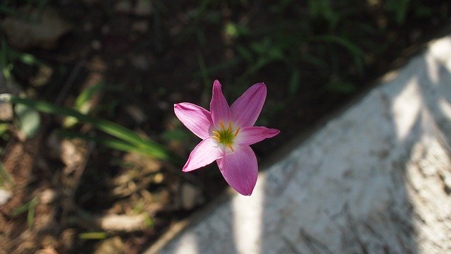 花の花紫を無料でダウンロード-GIMPオンラインイメージエディターで編集できる無料の写真または画像