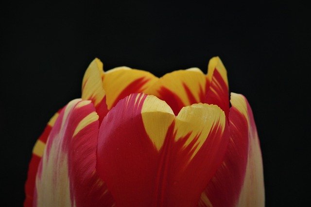 Free download Flowers Flower Tulip -  free photo or picture to be edited with GIMP online image editor