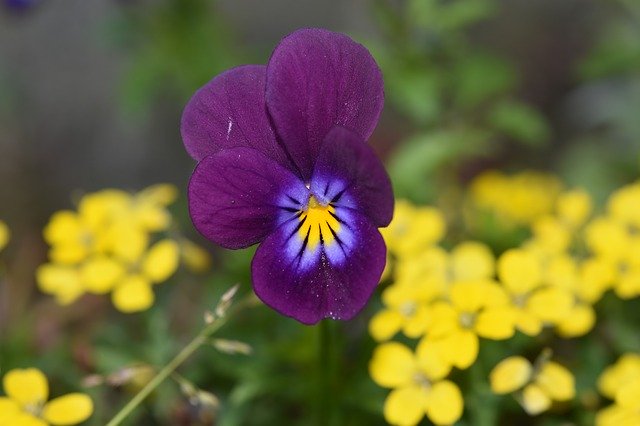 Descarga gratuita Flowers Flower Violets - foto o imagen gratuita para editar con el editor de imágenes en línea GIMP