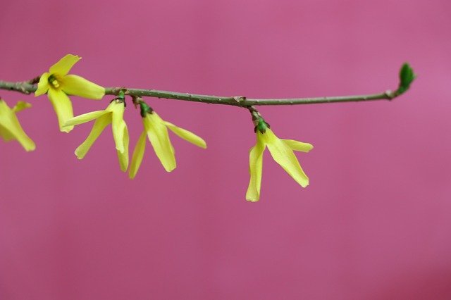 Descărcare gratuită Flowers Flower Yellow - fotografie sau imagine gratuită pentru a fi editată cu editorul de imagini online GIMP