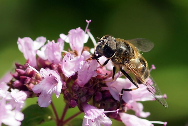 Free download flowers fly insect close up free picture to be edited with GIMP free online image editor