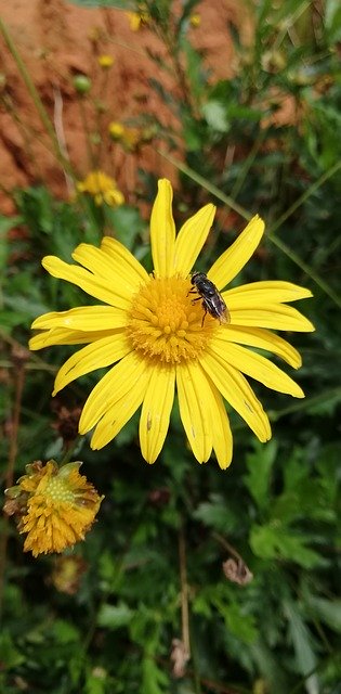Free download Flowers Fly Nature -  free photo or picture to be edited with GIMP online image editor