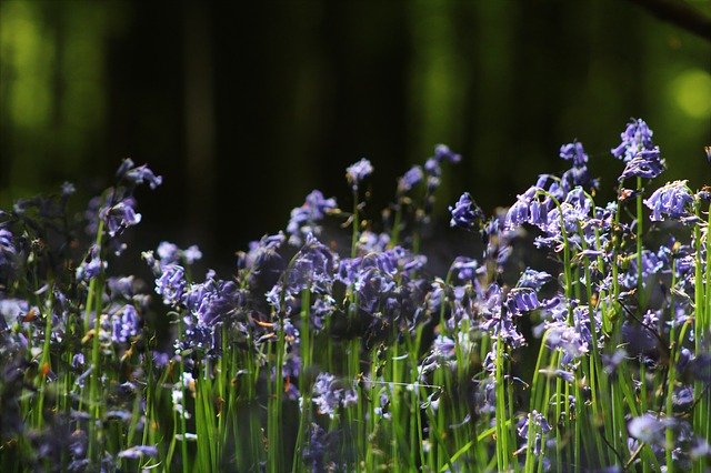 Kostenloser Download Flowers Forest Flower - kostenloses Foto oder Bild zur Bearbeitung mit GIMP Online-Bildbearbeitung