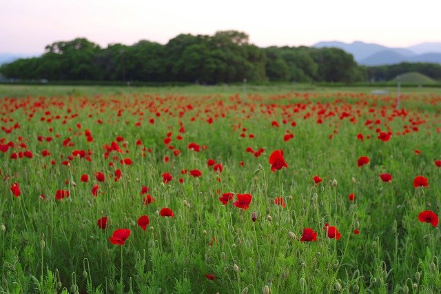 Free download Flowers Forest Plants -  free photo or picture to be edited with GIMP online image editor