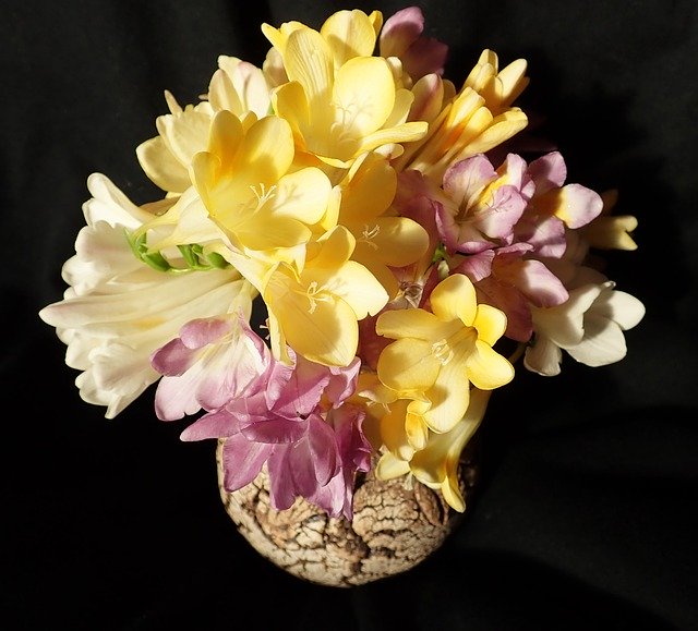 Scarica gratuitamente Flowers Freesias Vase: foto o immagine gratuita da modificare con l'editor di immagini online GIMP
