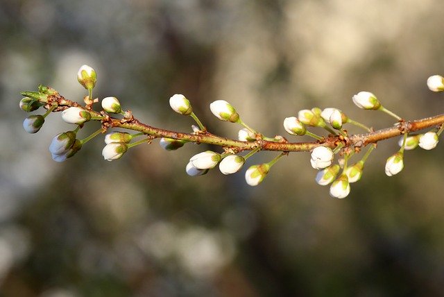 Bezpłatne pobieranie Flowers Freshman Casey - bezpłatne zdjęcie lub obraz do edycji za pomocą internetowego edytora obrazów GIMP