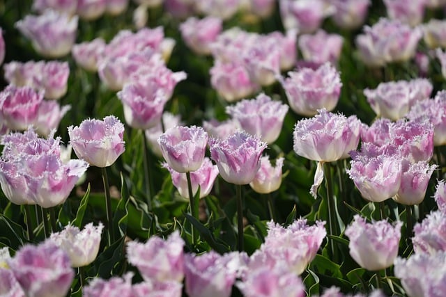 Free download flowers fringed tulips meadow free picture to be edited with GIMP free online image editor