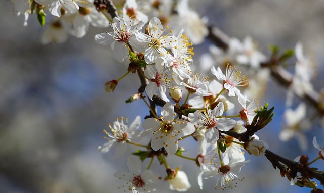 Free download flowers fruit tree petals branches free picture to be edited with GIMP free online image editor