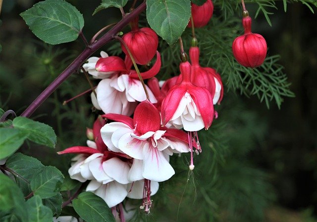 Free download Flowers Fuchsia Wildflower -  free photo or picture to be edited with GIMP online image editor