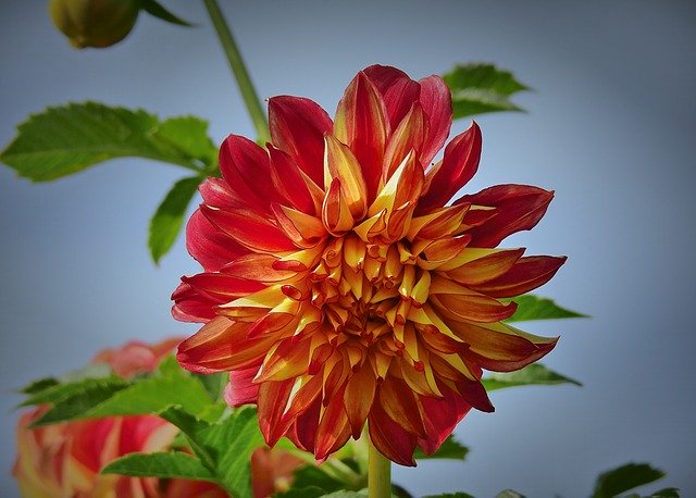 Kostenloser Download Flowers Garden Autumn - kostenloses Foto oder Bild zur Bearbeitung mit GIMP Online-Bildbearbeitung