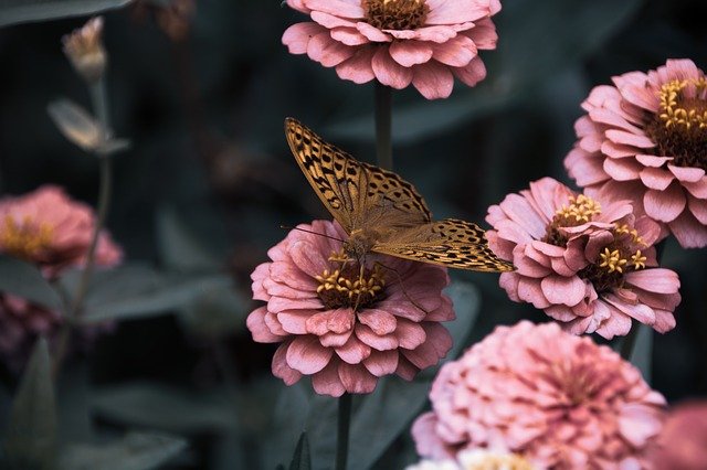 Muat turun percuma gambar percuma kupu-kupu bunga taman mekar untuk diedit dengan editor imej dalam talian percuma GIMP