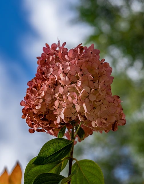 Unduh gratis bunga taman mekar flora alam gambar gratis untuk diedit dengan editor gambar online gratis GIMP