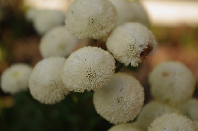 قم بتنزيل صورة مجانية لزهور حديقة تتفتح ونباتات طبيعية لتحريرها باستخدام محرر الصور المجاني عبر الإنترنت GIMP