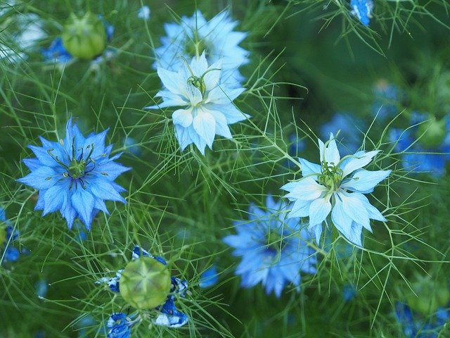 Free picture Flowers Garden Blue -  to be edited by GIMP free image editor by OffiDocs