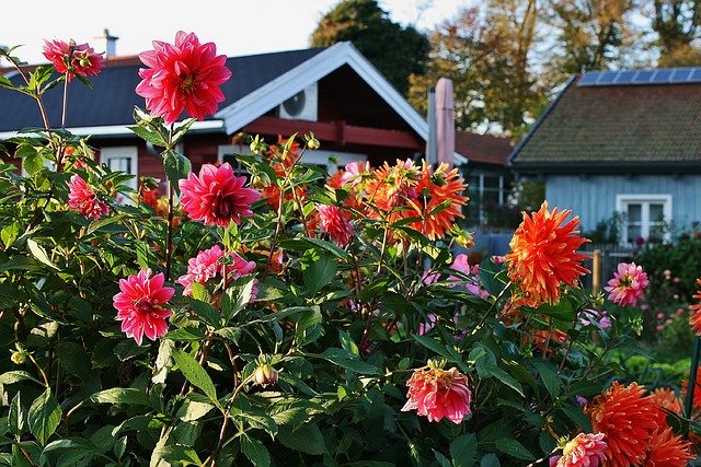 Free download Flowers Garden Colorful Gardens -  free photo or picture to be edited with GIMP online image editor