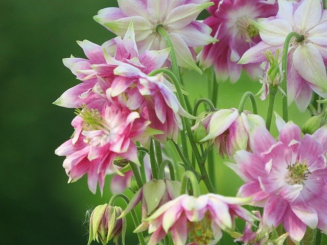 Unduh gratis Flowers Garden Columbine - foto atau gambar gratis untuk diedit dengan editor gambar online GIMP