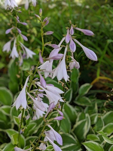 Téléchargement gratuit de Fleurs Jardin Flore - photo ou image gratuite à modifier avec l'éditeur d'images en ligne GIMP