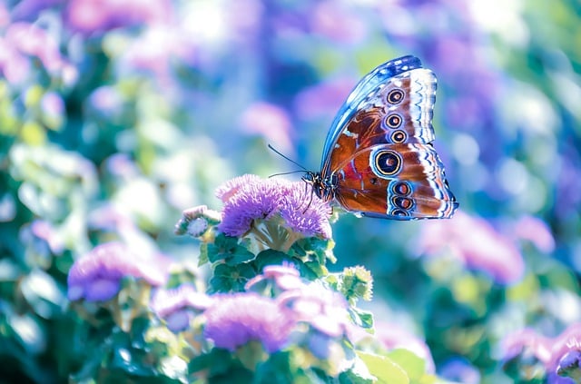 Free download flowers garden insect butterfly free picture to be edited with GIMP free online image editor