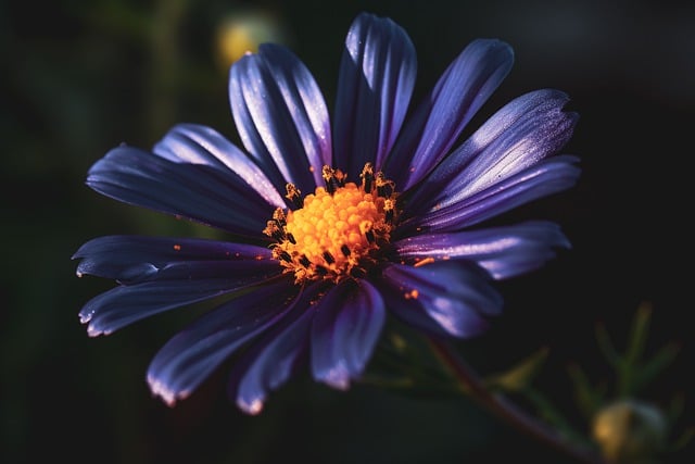 Free download flowers garden nature wallpaper free picture to be edited with GIMP free online image editor