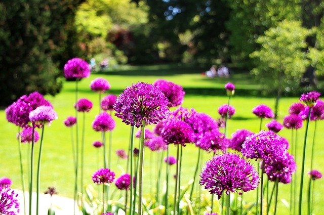 Téléchargement gratuit de Flowers Garden Park - photo ou image gratuite à modifier avec l'éditeur d'images en ligne GIMP