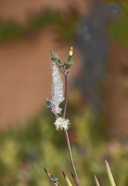 無料ダウンロード 花 庭の花びら - GIMP オンライン画像エディターで編集できる無料の写真または画像