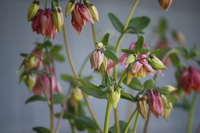 ดาวน์โหลดฟรี Flowers Garden Pink - รูปถ่ายหรือรูปภาพฟรีที่จะแก้ไขด้วยโปรแกรมแก้ไขรูปภาพออนไลน์ GIMP