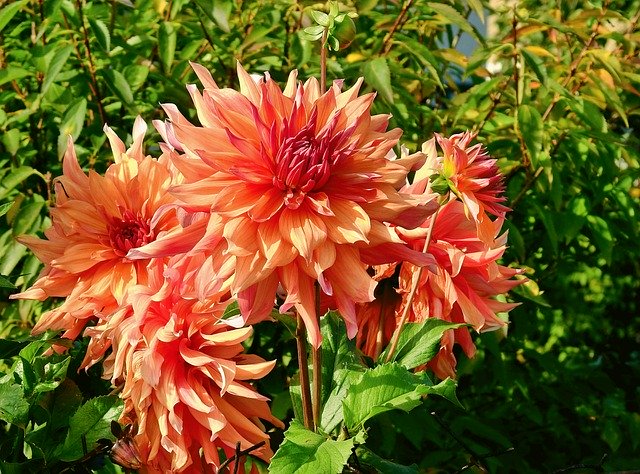 Free download Flowers Garden Plants The -  free photo or picture to be edited with GIMP online image editor