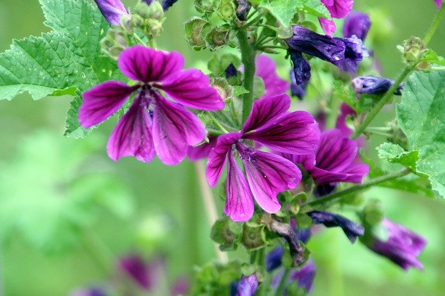 Download gratuito di Flowers Garden Purple: foto o immagine gratuita da modificare con l'editor di immagini online GIMP