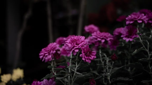 دانلود رایگان عکس گل های ارغوانی باغ گل ها برای ویرایش با ویرایشگر تصویر آنلاین رایگان GIMP