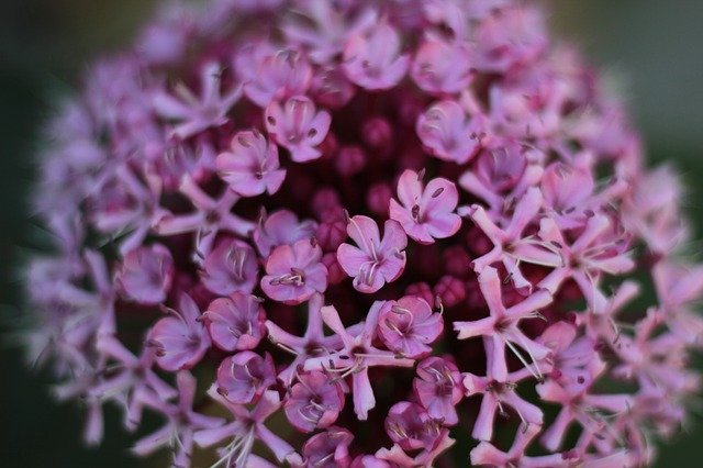 Bezpłatne pobieranie Kwiatów Ogrodowych Krzew Clerodendrum - darmowe zdjęcie lub obraz do edycji za pomocą internetowego edytora obrazów GIMP