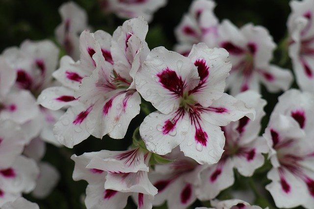 تنزيل Flowers Garden Summer مجانًا - صورة مجانية أو صورة لتحريرها باستخدام محرر الصور عبر الإنترنت GIMP