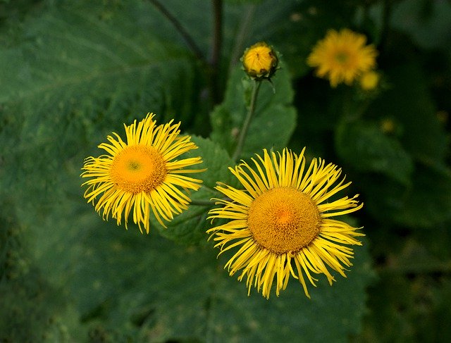 Download gratuito Flowers Garden Yellow - foto o immagine gratuita da modificare con l'editor di immagini online di GIMP