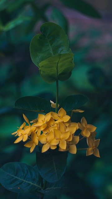 Free download flowers garden yellow flowers plant free picture to be edited with GIMP free online image editor