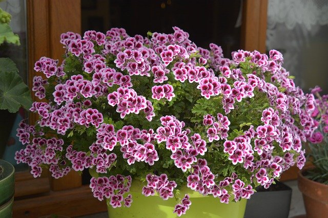 ดาวน์โหลดฟรี Flowers Geranium Nature - ภาพถ่ายหรือภาพฟรีที่จะแก้ไขด้วยโปรแกรมแก้ไขรูปภาพออนไลน์ GIMP