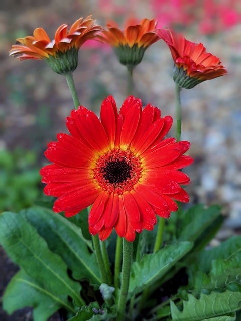 Free download flowers gerbera daisies free picture to be edited with GIMP free online image editor