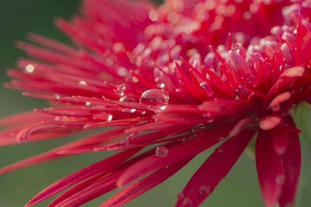 Free download Flowers Gerberas Water Drops -  free photo or picture to be edited with GIMP online image editor